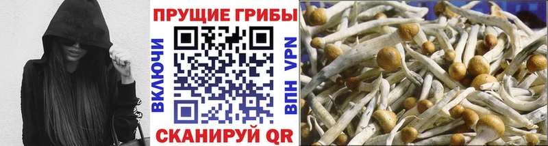 блэк спрут Большой Камень Галлюциногенные грибы MAGIC MUSHROOMS где купить наркотик